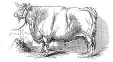 Mr. Smith's 3 years and 3/4 months old short-horned steer - prize £20, and silver medal, 1844. Creator: Unknown