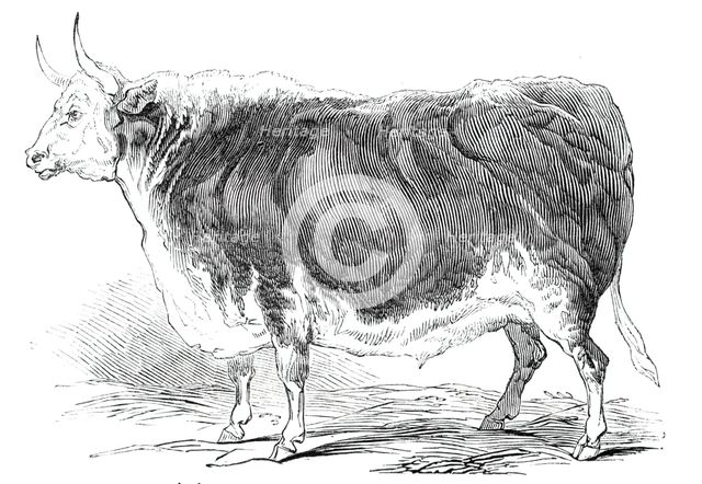 Mr. Senior's 4 years and [?] months old Hereford ox - prize £20, 1844. Creator: Unknown.