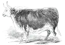 Mr. Senior's 4 years and [?] months old Hereford ox - prize £20, 1844. Creator: Unknown