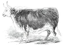 Mr. Senior's 4 years and [?] months old Hereford ox - prize £20, 1844. Creator: Unknown