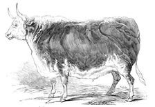 Mr. Senior's 4 years and [?] months old Hereford ox - prize £20, 1844. Creator: Unknown