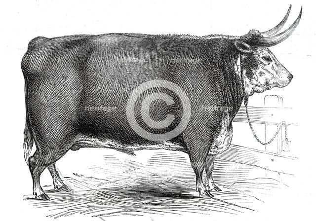 Mr. R.M. Layton's 4 yrs. 8 mo. old Hereford ox...1845. Creator: Unknown.