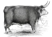 Mr. R.M. Layton's 4 yrs. 8 mo. old Hereford ox...1845. Creator: Unknown
