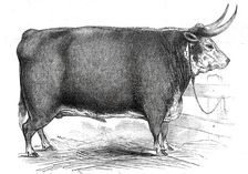 Mr. R.M. Layton's 4 yrs. 8 mo. old Hereford ox...1845. Creator: Unknown