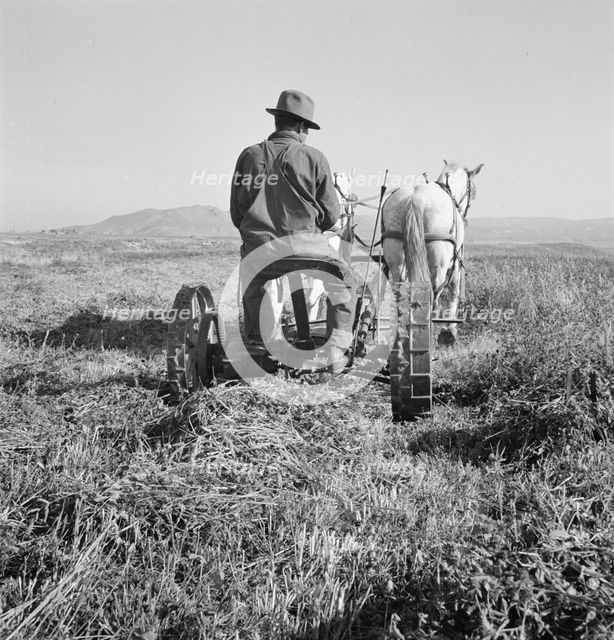 Mr. Roberts, FSA borrower, Owyhee project, Malheur County, Oregon, 1939. Creator: Dorothea Lange.