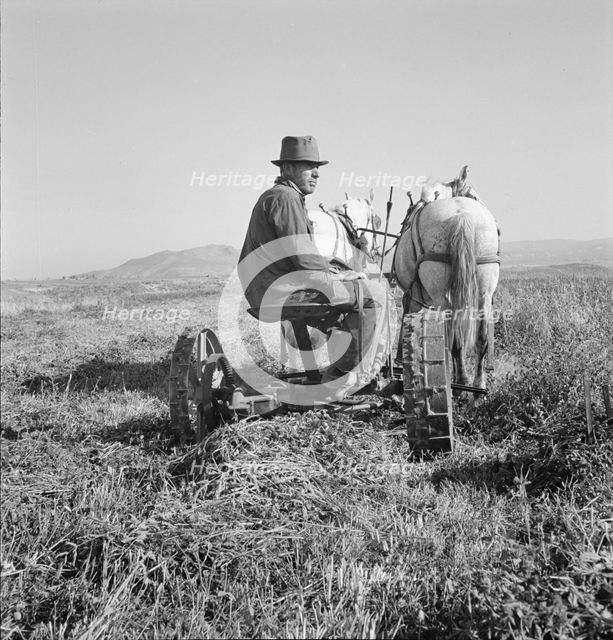Mr. Roberts, FSA borrower, Owyhee project, Malheur County, Oregon, 1939. Creator: Dorothea Lange.