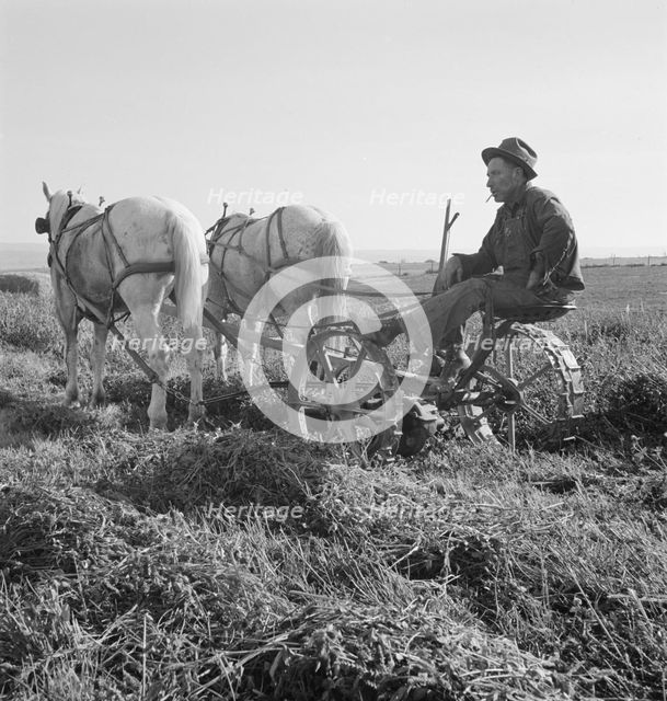 Mr. Roberts, FSA borrower, Owyhee project, Malheur County, Oregon, 1939. Creator: Dorothea Lange.