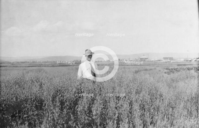 Mr. Rickert in grain field on his farm, between c1900 and 1916. Creator: Unknown.