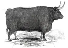 Mr. T. W. Fouracre's 3 yrs. 11 mo. old Devon steer...1845. Creator: Unknown