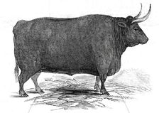 Mr. T. W. Fouracre's 3 yrs. 11 mo. old Devon steer...1845. Creator: Unknown