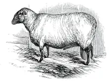 Mr. T. Hutton's Hampshire Down ram, 1844. Creator: Unknown