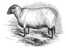 Mr. T. Hutton's Hampshire Down ram, 1844. Creator: Unknown
