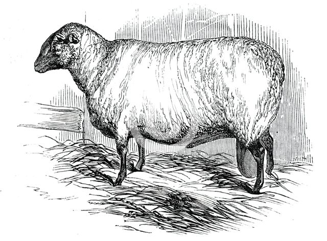 Mr. T. Hutton's Hampshire Down ram, 1844. Creator: Unknown.