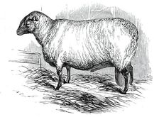 Mr. T. Hutton's Hampshire Down ram, 1844. Creator: Unknown