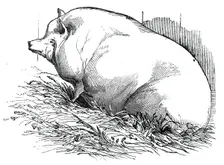 Mr. T.M. Goodlake's Wadley boar, 1844. Creator: Unknown