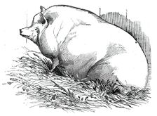 Mr. T.M. Goodlake's Wadley boar, 1844. Creator: Unknown