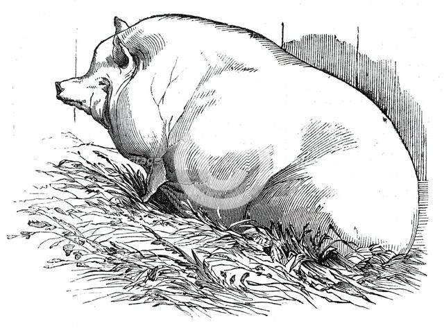 Mr. T.M. Goodlake's Wadley boar, 1844. Creator: Unknown.
