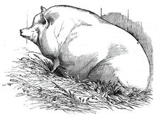 Mr. T.M. Goodlake's Wadley boar, 1844. Creator: Unknown