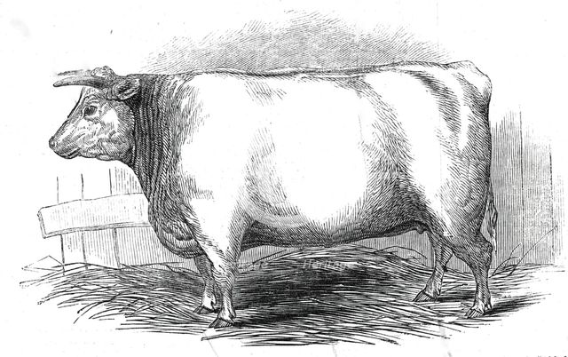 Mr. W. Trinder's 3 yrs. 10 mo. Old Durham heifer...1845. Creator: Unknown.