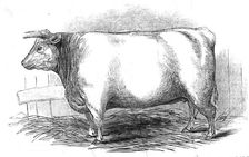 Mr. W. Trinder's 3 yrs. 10 mo. Old Durham heifer...1845. Creator: Unknown