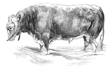 Mr. W. Brine's long-horned bull, 1844. Creator: Unknown