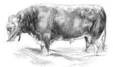 Mr. W. Brine's long-horned bull, 1844. Creator: Unknown