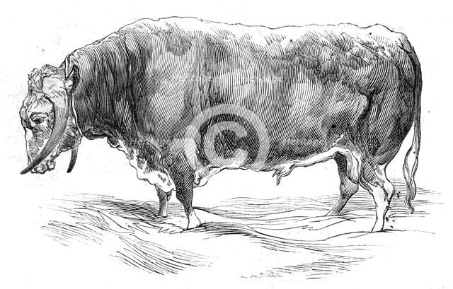 Mr. W. Brink's long-horned bull, 1844. Creator: Unknown.