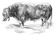 Mr. W. Brink's long-horned bull, 1844. Creator: Unknown