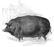 Mr.W. F. Hobbe's improved Essex boar, 1844. Creator: Unknown