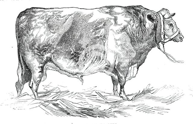 Mr. W. Fould's short-horned bull, 1844. Creator: Unknown.