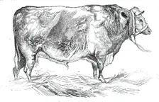Mr. W. Fould's short-horned bull, 1844. Creator: Unknown