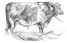 Mr. W. Fould's short-horned bull, 1844. Creator: Unknown