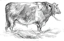 Mr. W. Fould's short-horned bull, 1844. Creator: Unknown