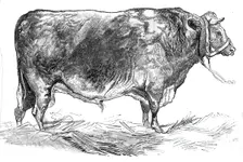 Mr. W. Foulds's short-horned bull, 1844. Creator: Unknown