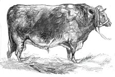 Mr. W. Foulds's short-horned bull, 1844. Creator: Unknown