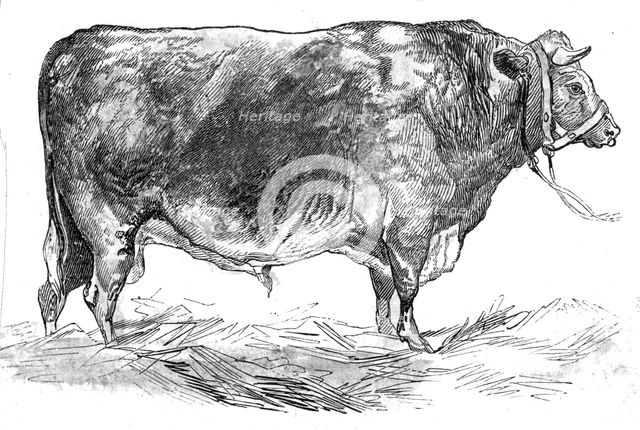 Mr. W. Foulds's short-horned bull, 1844. Creator: Unknown.
