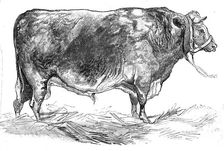Mr. W. Foulds's short-horned bull, 1844. Creator: Unknown