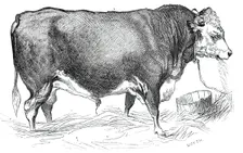 Mr. W. Perry's Hereford bull, 1844. Creator: Unknown