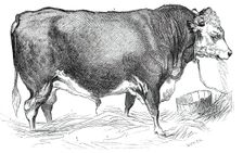 Mr. W. Perry's Hereford bull, 1844. Creator: Unknown