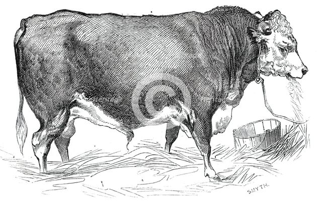 Mr. W. Perry's Hereford bull, 1844. Creator: Unknown.