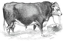 Mr. W. Perry's Hereford bull, 1844. Creator: Unknown