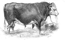 Mr. W. Perry's Hereford bull, 1844. Creator: Unknown