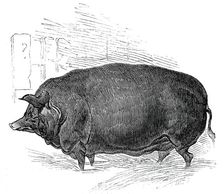 Mr.W. F. Hobbe's improved Essex boar, 1844. Creator: Unknown