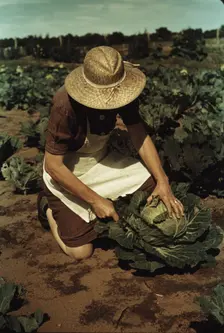 Mrs. Norris with homegrown cabbage, one of the many vegetables..., Pie Town, New Mexico, 1940. Creator: Russell Lee
