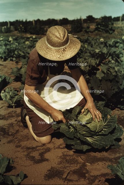 Mrs. Norris with homegrown cabbage, one of the many vegetables..., Pie Town, New Mexico, 1940. Creator: Russell Lee.