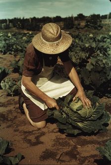 Mrs. Norris with homegrown cabbage, one of the many vegetables..., Pie Town, New Mexico, 1940. Creator: Russell Lee