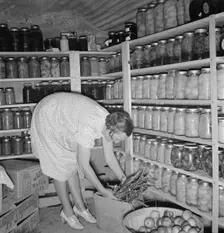 Mrs. Botner arranging her storage cellar, Nyssa Heights, Malheur County, Oregon, 1939. Creator: Dorothea Lange