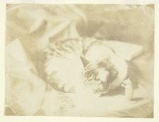 Mrs. Craik's Cat, 1850/59. Creators: Unknown, Benjamin Mulock