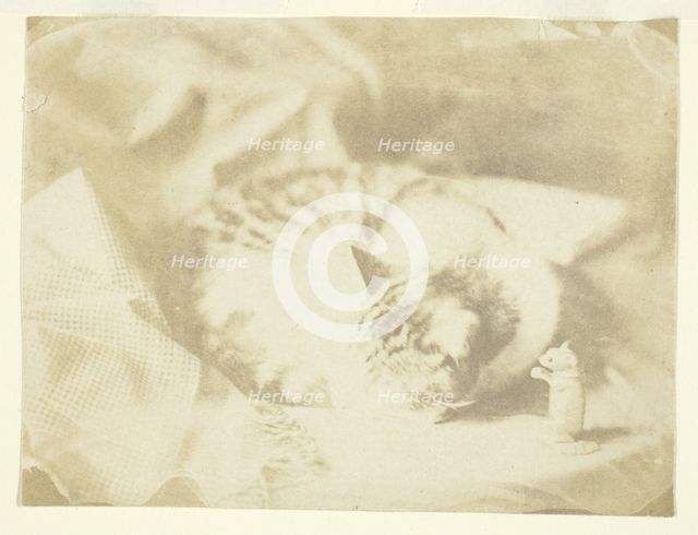 Mrs. Craik's Cat, 1850/59. Creators: Unknown, Benjamin Mulock.