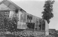 Mrs. Frank Clark's green house, between c1900 and 1916. Creator: Unknown